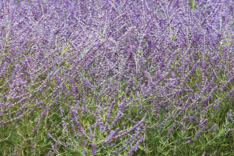 Perovskia Crazy Blue 72