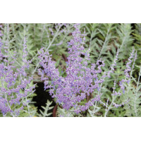 Perovskia atriplicifolia 21