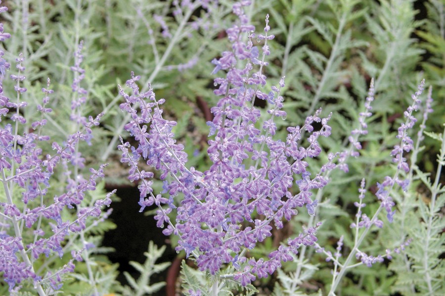 Perovskia atriplicifolia 72