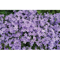 Phlox Blue Moon 21