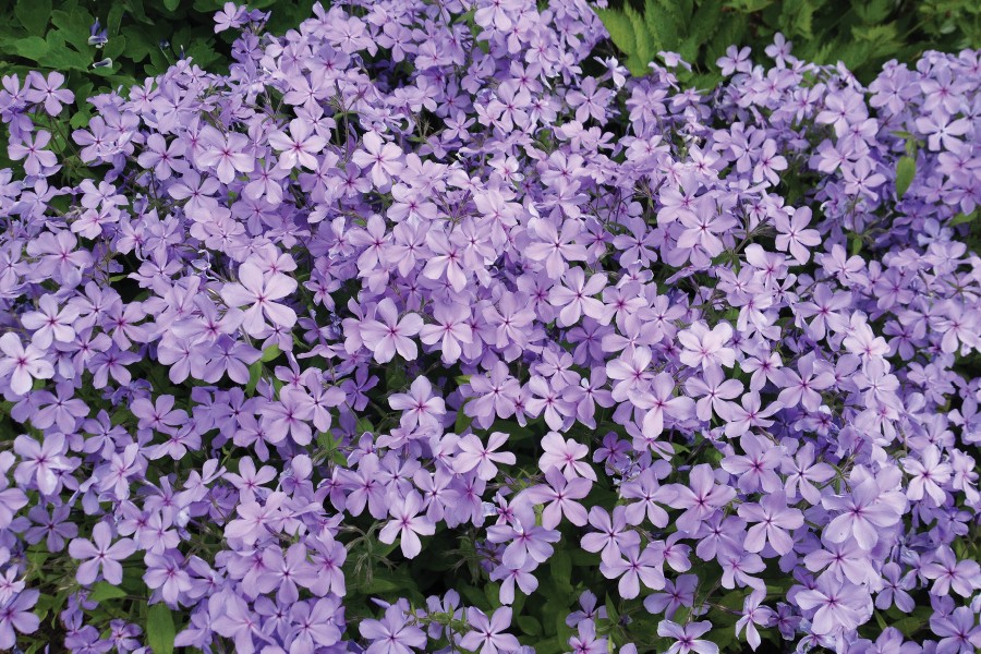 Phlox Blue Moon 21