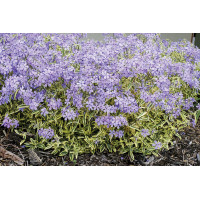 Phlox Blue Ribbons 21