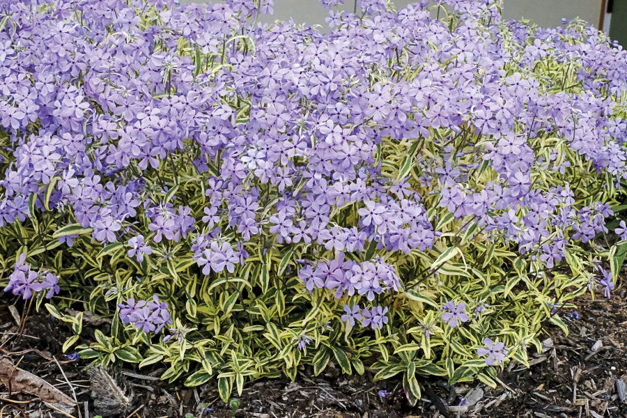 Phlox Blue Ribbons 72