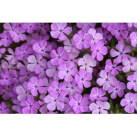 Phlox Candy Cloud Lavender 21