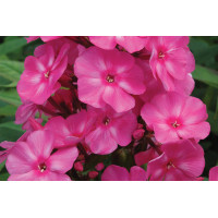 Phlox Candy Store Bubblegum Pink 72