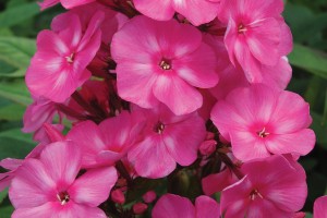 Phlox