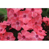 Phlox Candy Store Coral Creme Drop 72