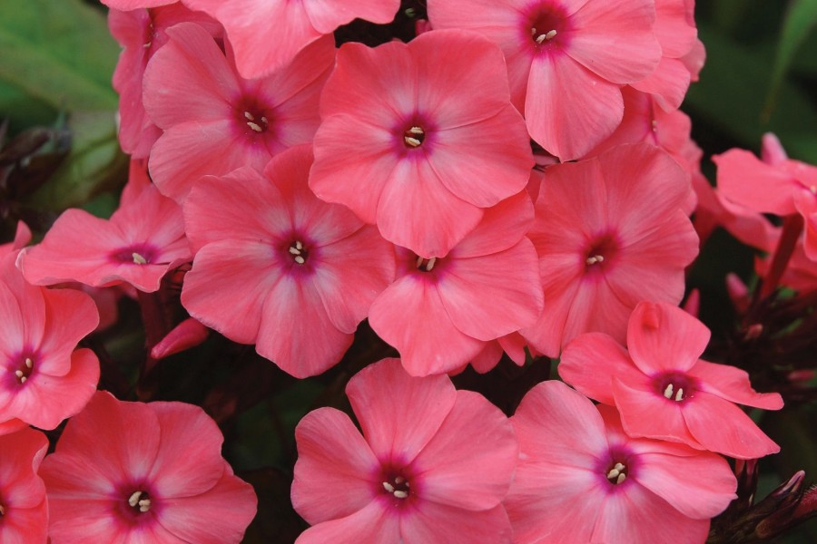 Phlox Candy Store Coral Creme Drop 21