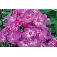 Phlox Candy Store Grape Lollipop 21