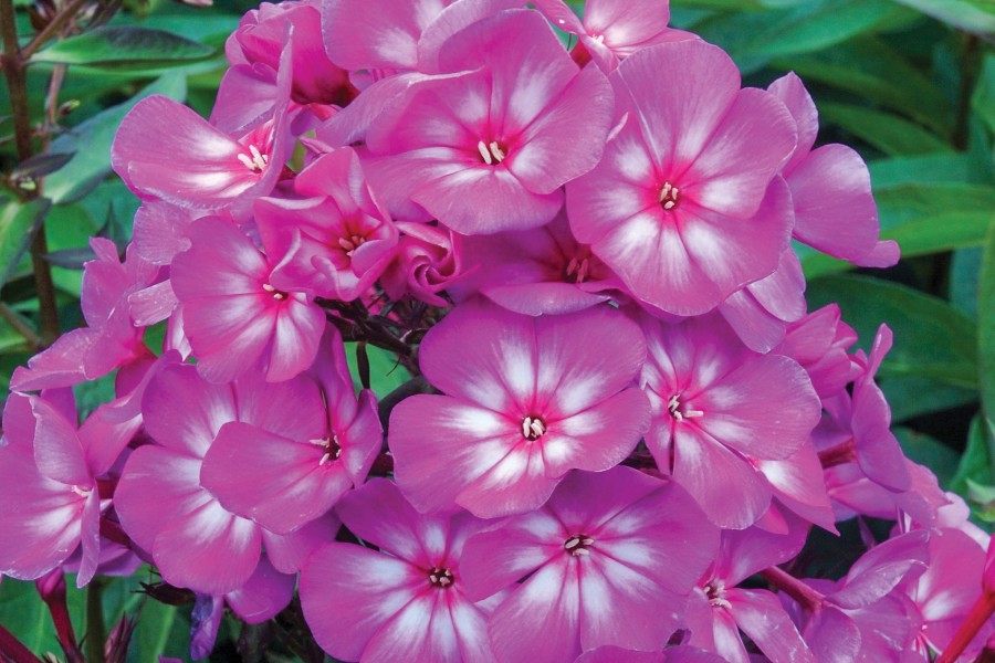 Phlox Candy Store Grape Lollipop 72