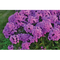 Phlox Fashionably Early Flamingo 72