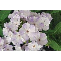 Phlox Flame Blue 21