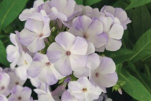 Phlox Flame Blue 21