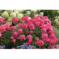 Phlox Glamour Girl 72