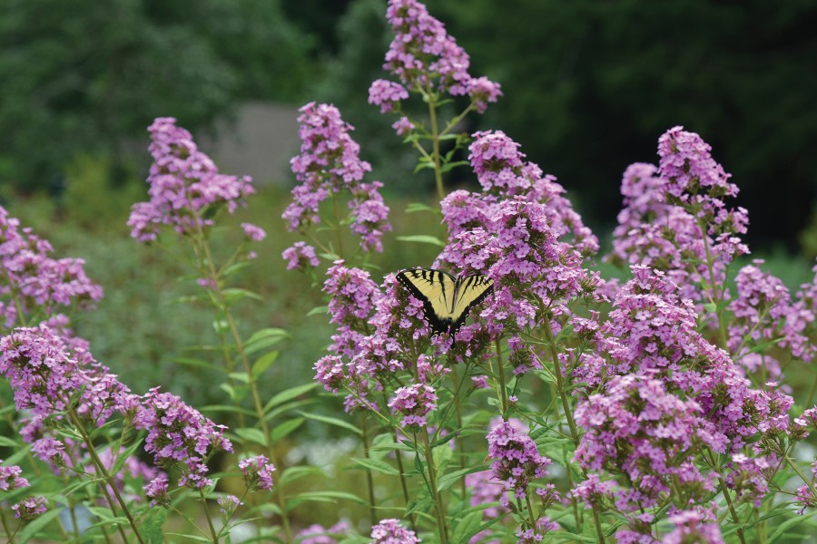 Phlox Jeana 72