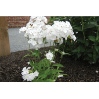 Phlox Minnie Pearl 21