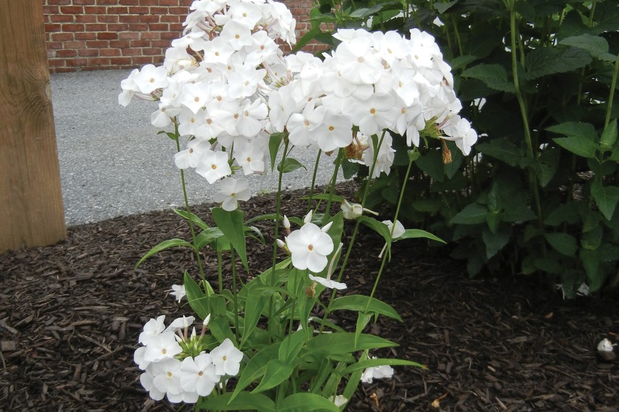 Phlox Minnie Pearl 72