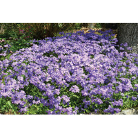 Phlox Sherwood Purple 21