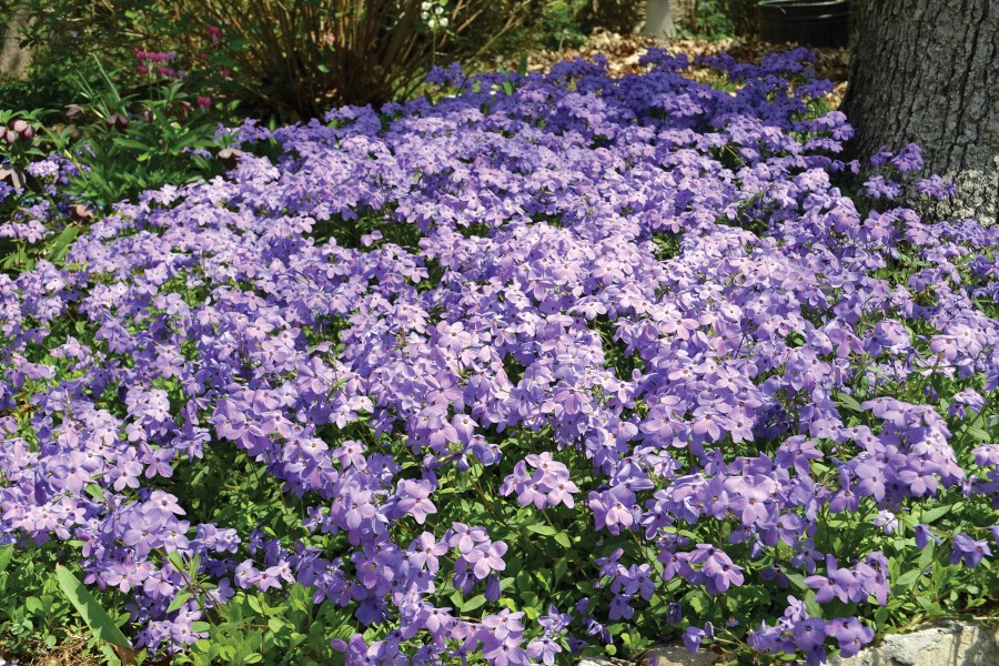 Phlox Sherwood Purple 72