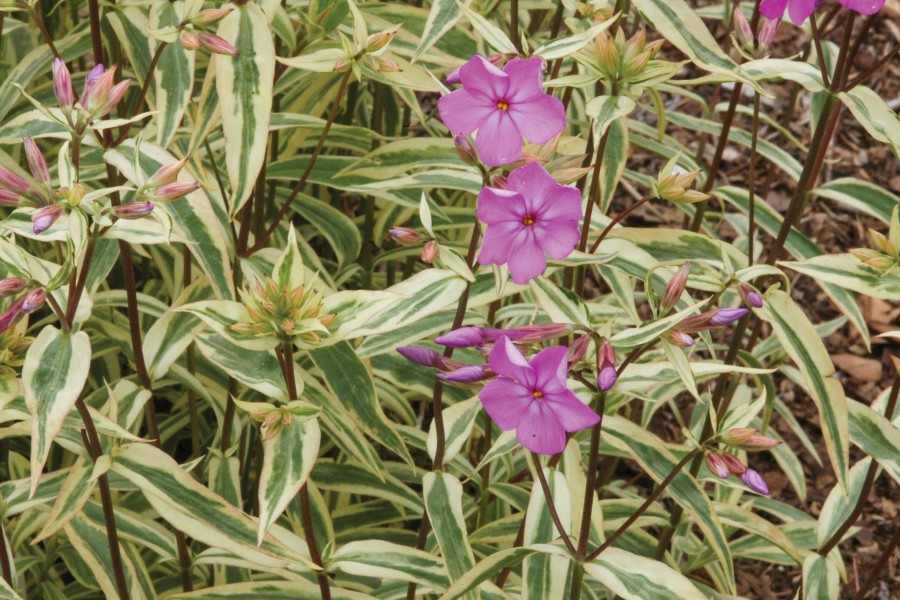 Phlox Triple Play 72