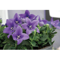 Platycodon Pop Star Blue 72