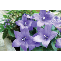 Platycodon Sentimental Blue 72