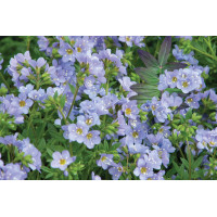 Polemonium Bressingham Purple 50
