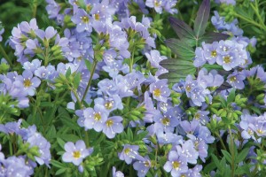 Polemonium Bressingham Purple 50