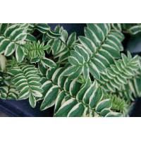 Polemonium Brise d’Anjou 50