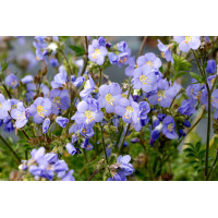 Polemonium Hurricane Ridge 21