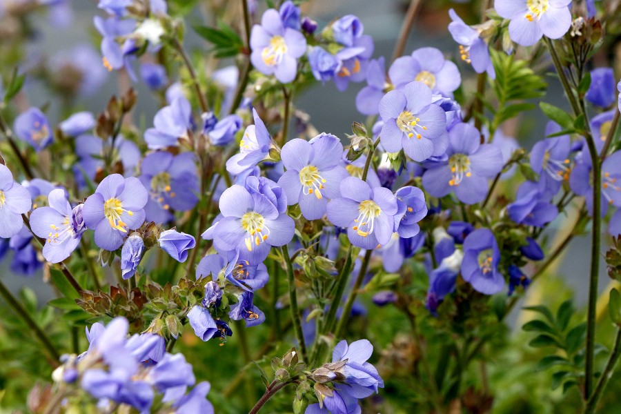 Polemonium Hurricane Ridge 21