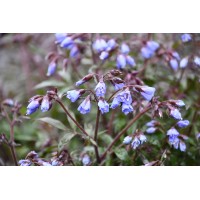 Polemonium Prince 21