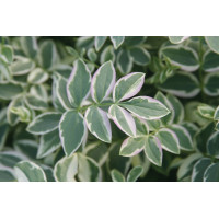 Polemonium Stairway to Heaven 50