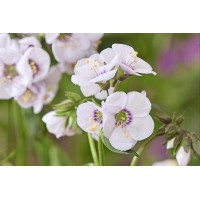 Polemonium Violet Heart 50