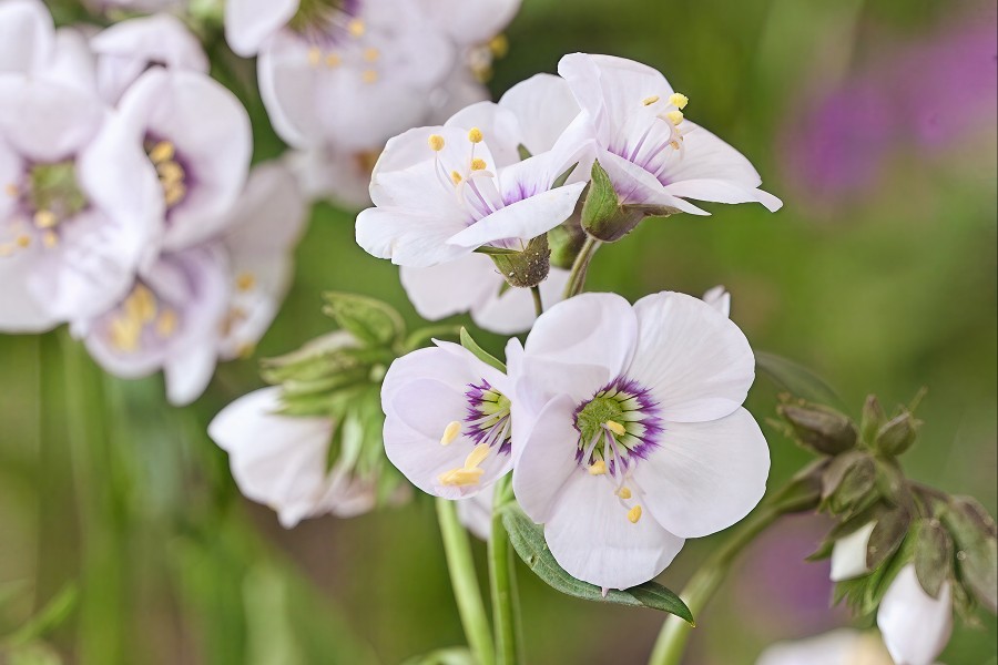 Polemonium Violet Heart 50 Polemonium Violet Heart 50