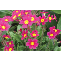 Primula Oakleaf Magenta 72