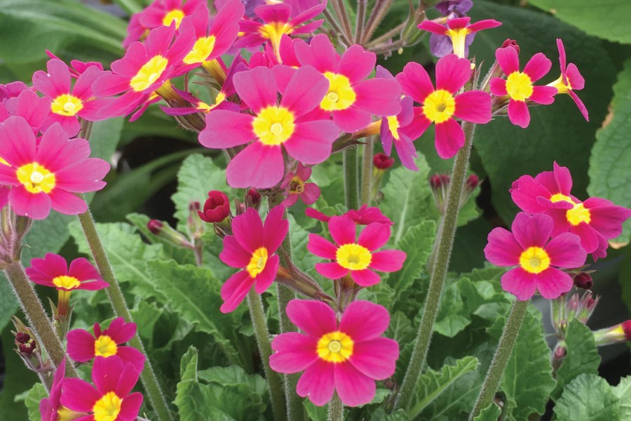 Primula Oakleaf Magenta 21