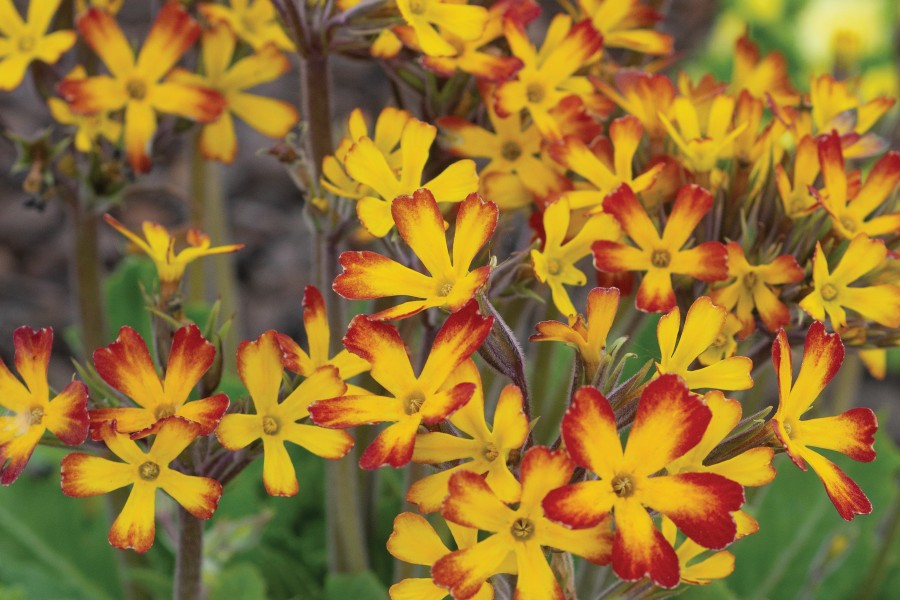 Primula Oakleaf Yellow Picotee 21