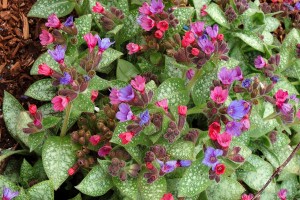 Pulmonaria Dark Vader 21 Pulmonaria Dark Vader 21