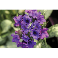 Pulmonaria Diana Clare 21