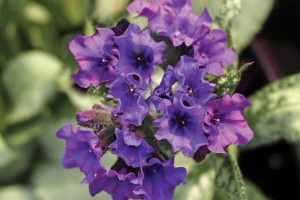 Pulmonaria Diana Clare 21