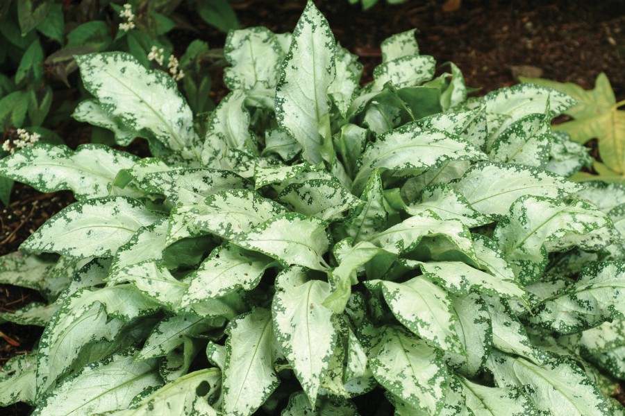 Pulmonaria High Contrast 50