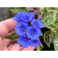 Pulmonaria NOVA Cobalt 21