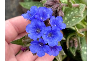 Pulmonaria NOVA Cobalt 21