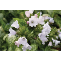 Pulmonaria Opal 21