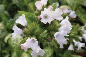 Pulmonaria Opal 50