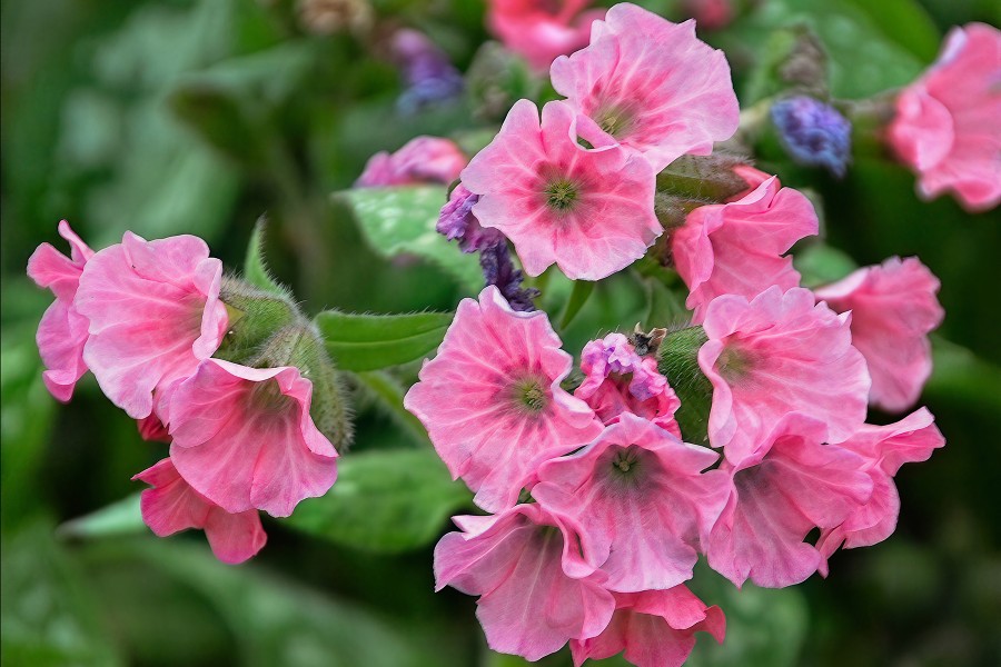 Pulmonaria Pretty in Pink 50 Pulmonaria Pretty in Pink 50