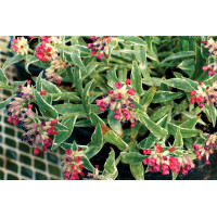 Pulmonaria Raspberry Frost 50