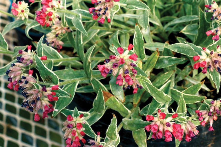 Pulmonaria Raspberry Frost 21