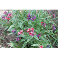 Pulmonaria Raspberry Splash 21